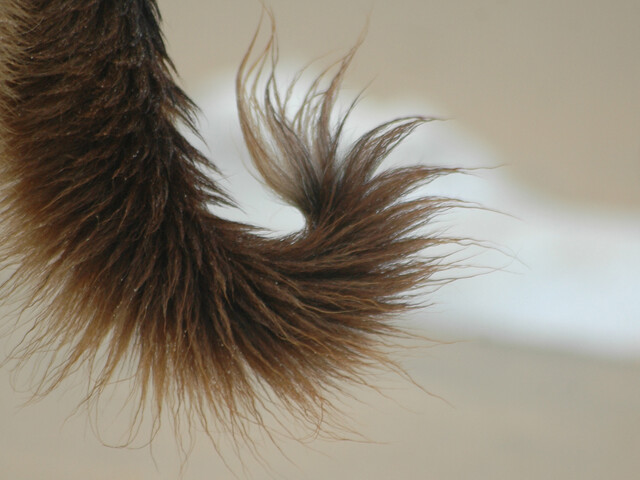 About title tail-f.tech